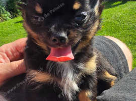 Beautiful black and tan female chihuahua