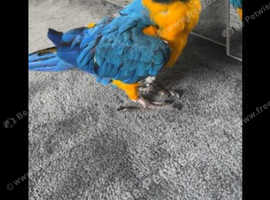 BLUE AND GOLD MACAW