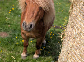 Registered miniature Shetland gelding