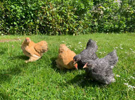 Lovely 7-9 Week-old Pekin Bantam Pullets (Range of Colours)