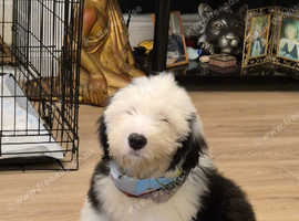 Old english sheepdog female  11 weeks