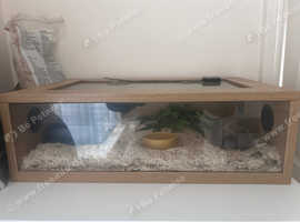 Corn snake