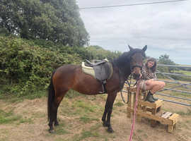 14hh 5 year old New Forest Bay Mare