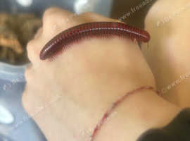 2 x Red spotted fire millipedes