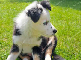 Stunning Chunky Male Border Collie in Lichfield WS13 on Freeads ...