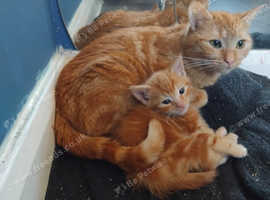 Kittens for sale
