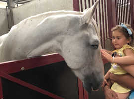 Lizzy are super horse