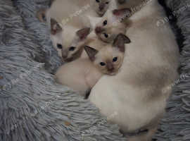 1st generation,  pedigree,  registered Tonkinese kittens