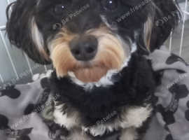 9 months old yorkiepoo puppy
