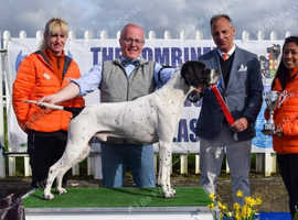 Pointer Puppies Exceptional bloodlines