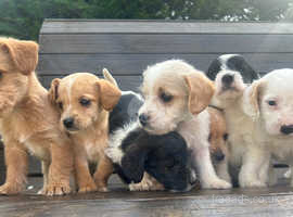 7 adorable cocker jack puppies
