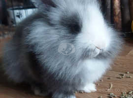 Beautiful white & grey Lionhead rabbit male