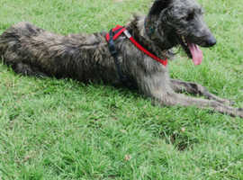 Stunning Rough Coated Lurcher Puppies in Cannock WS11 on Freeads ...