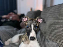 kc registered whippets for sale