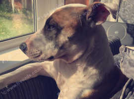 Staffy x collie whippet