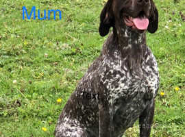 Quality German Shorthaired Pointer