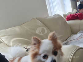 Price for both One male & one female pomeranian KC pedigree micro chiped