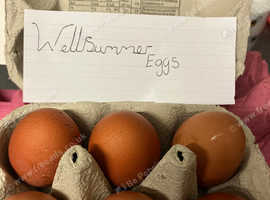 Wellsumer hatching eggs