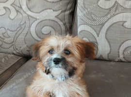 4 month old buddy