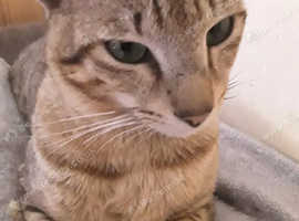 Oriental x  male kitten reduced £150
