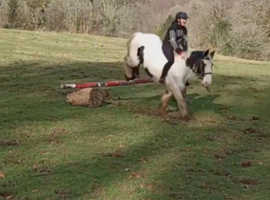 13.2hh cob mare for sale