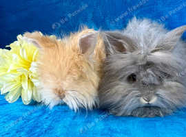 Woolly Jumpers ready now!