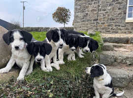 Beautiful sprollie pups