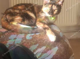 2 8month old female kittens looking for a new home