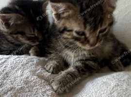 Tabby