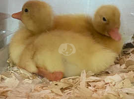 White duck - Aylesbury / Pekin / Cherry Valley ducklings and hatching eggs