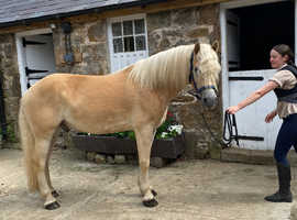 Gorgeous golden halflinger