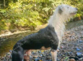 Lurcher deerhound bull Bedlington whippets pups