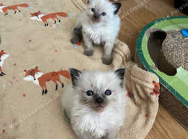 Gccf Ragdolls