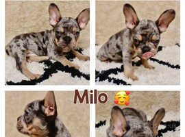 FRENCH BULLDOG PUPPIES LOOKING FOR THEIR FOREVER HOMES