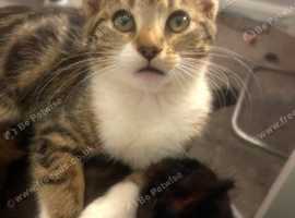 Female kittens for sale