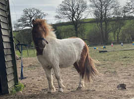 Beautiful 4 year old standard Shetland gelding