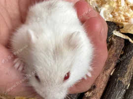 Russian dwarf hamster For sale
