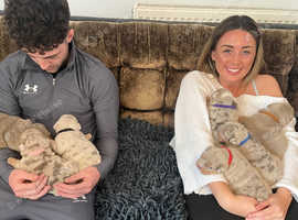 English bulldog chunky puppies
