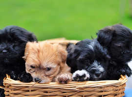 Havanese Dogs Puppies For Sale Rehome In Warwickshire Find