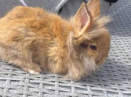 Ginger 9 week old rabbit