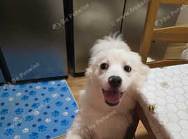 A beautiful puppy boy looking for you