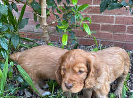 Cocker spaniel puppies