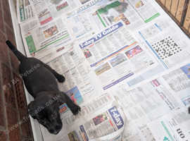 Deerhound Suluki collie bull greyhound