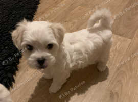 Ready now Morkie puppies for sale