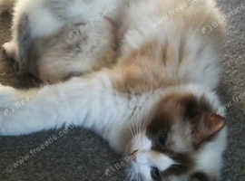 Beautiful Ragdoll Kittens