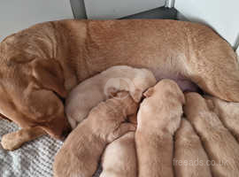 Ready to go kc registered Labrador puppies