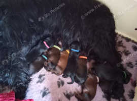 Briard black male pup. Price will take into account petrol cost to collect.