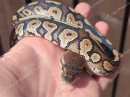 Royal python hatchlings