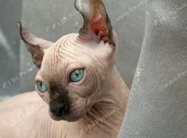 1 Elf sphynx boy looking for a forever family