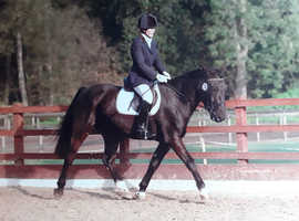 Rider available to exercise/part share horse